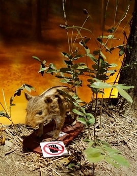 ウーリーちゃんとワレモコウの写真