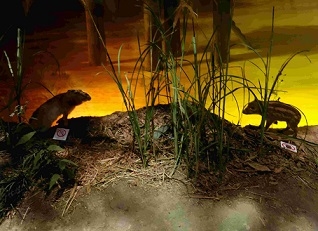 ウーリーちゃんと野ウサギの様子2